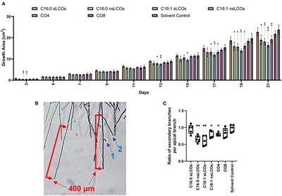 Expanding the Biological Role of Lipo-Chitooligosaccharides and Chitooligosaccharides in Laccaria bicolor Growth and Development